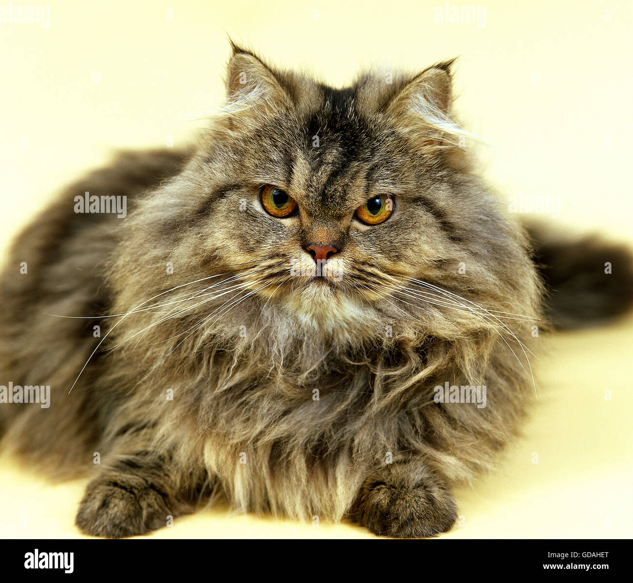 Brown Persian Cats brown-persian-cats