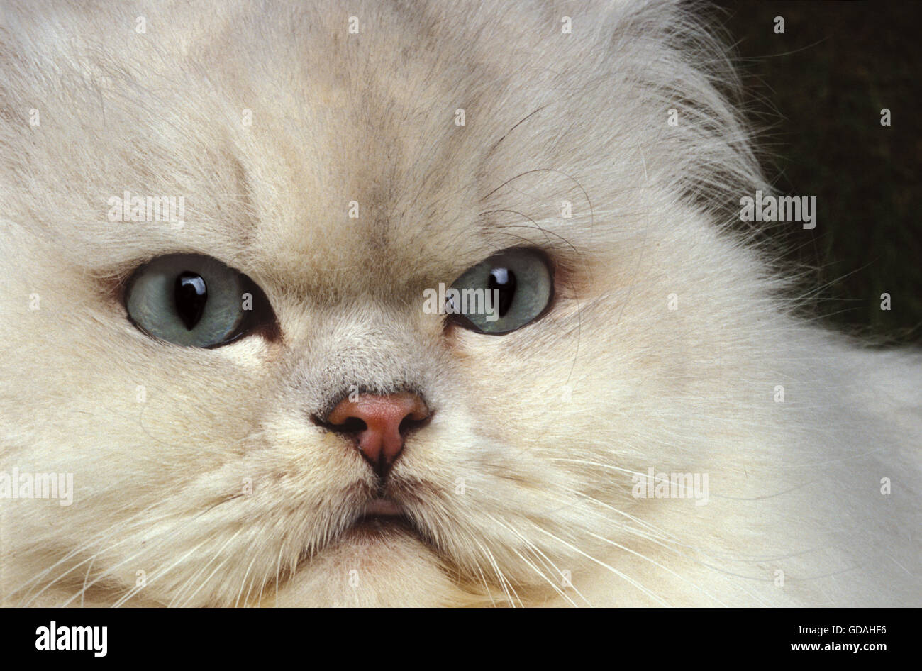 CHINCHILLA PERSIAN CAT, HEAD CLOSE-UP OF ADULT Stock Photo
