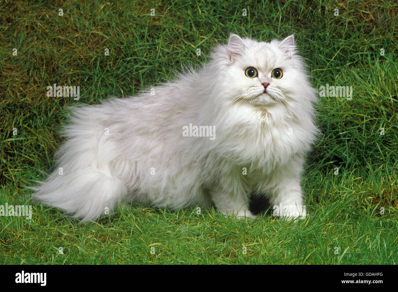 Chinchilla Persian Domestic Cat on Grass Stock Photo
