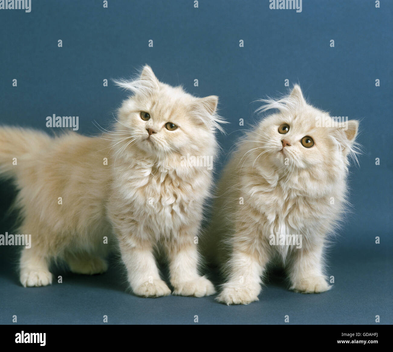Cream Persian Domestic Cat, Kitten Stock Photo
