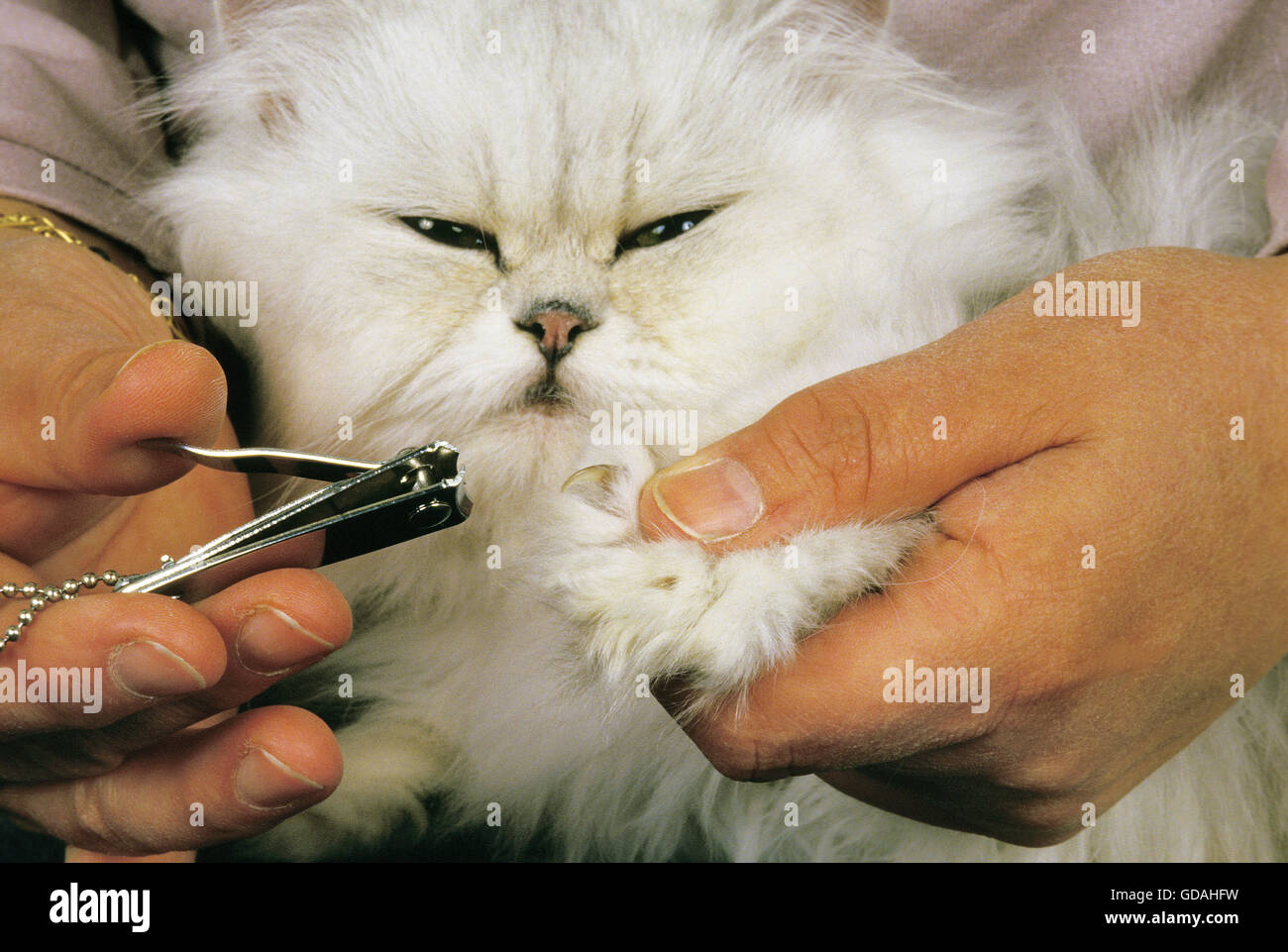 Persian Cat Brush atelieryuwa.ciao.jp