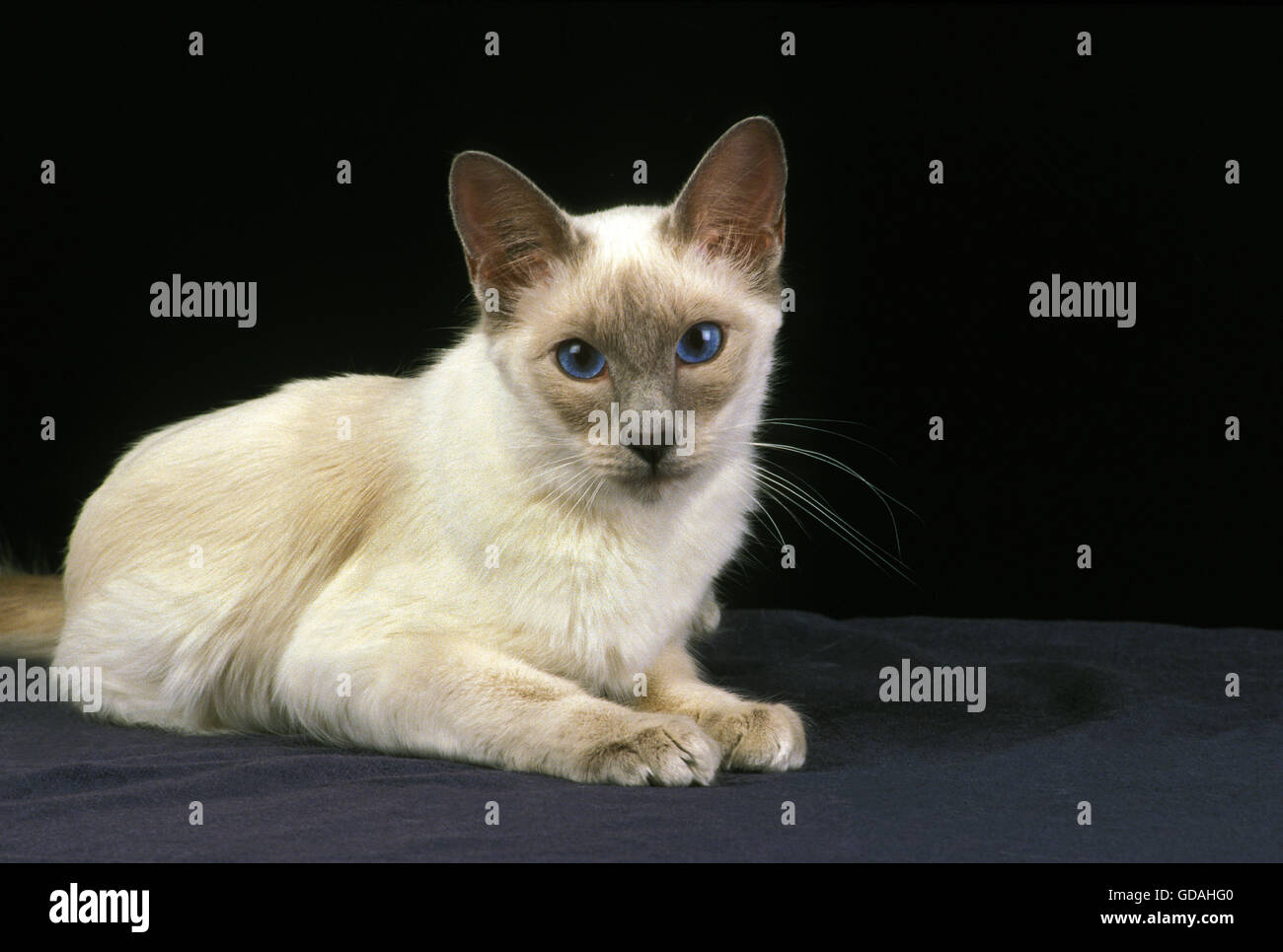 purebred long haired siamese