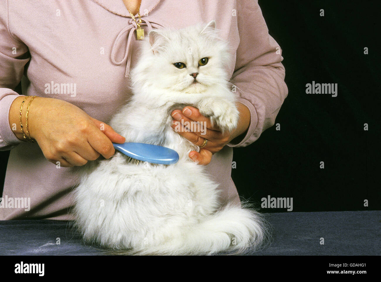 Persian cat brush hi res stock photography and images Alamy