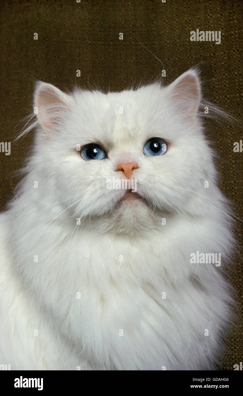 White Persian Domestic Cat with Blue Eyes Stock Photo