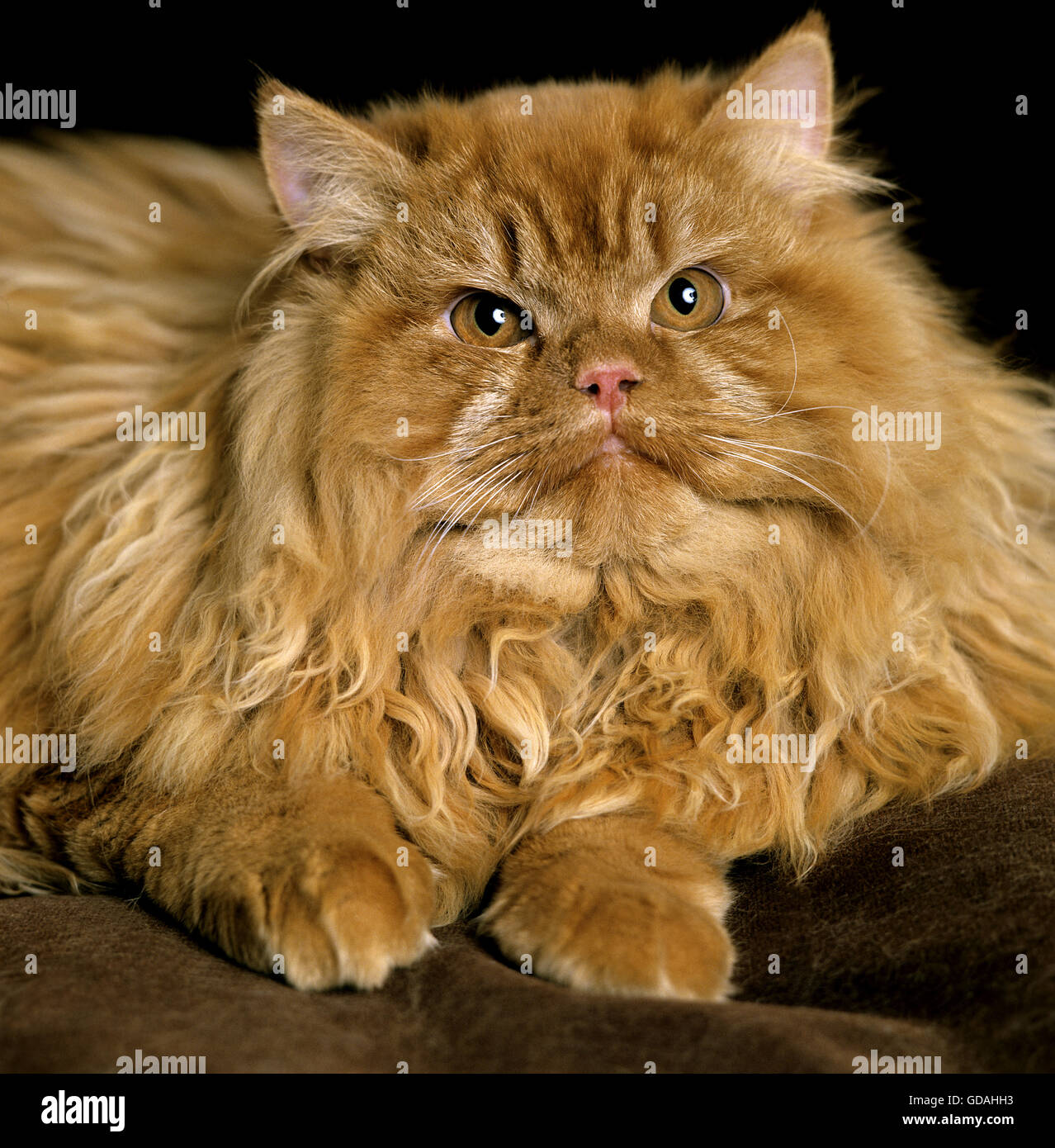 Red Persian Domestic Cat, Adult laying Stock Photo