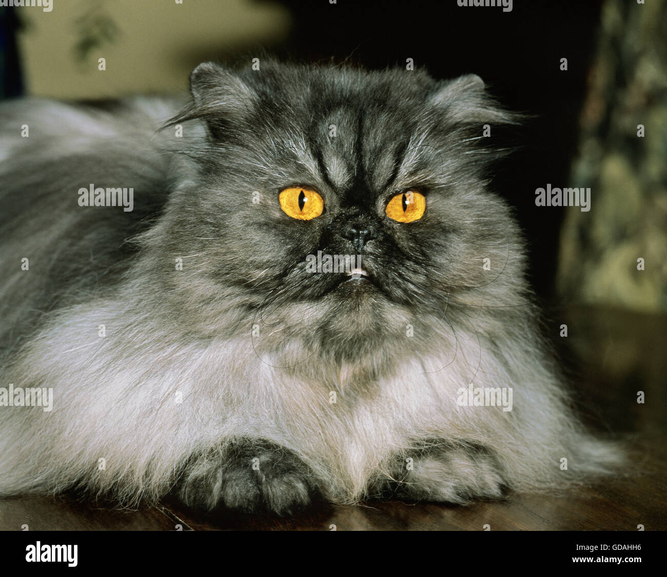 Smoke Persian Domestic Cat Stock Photo