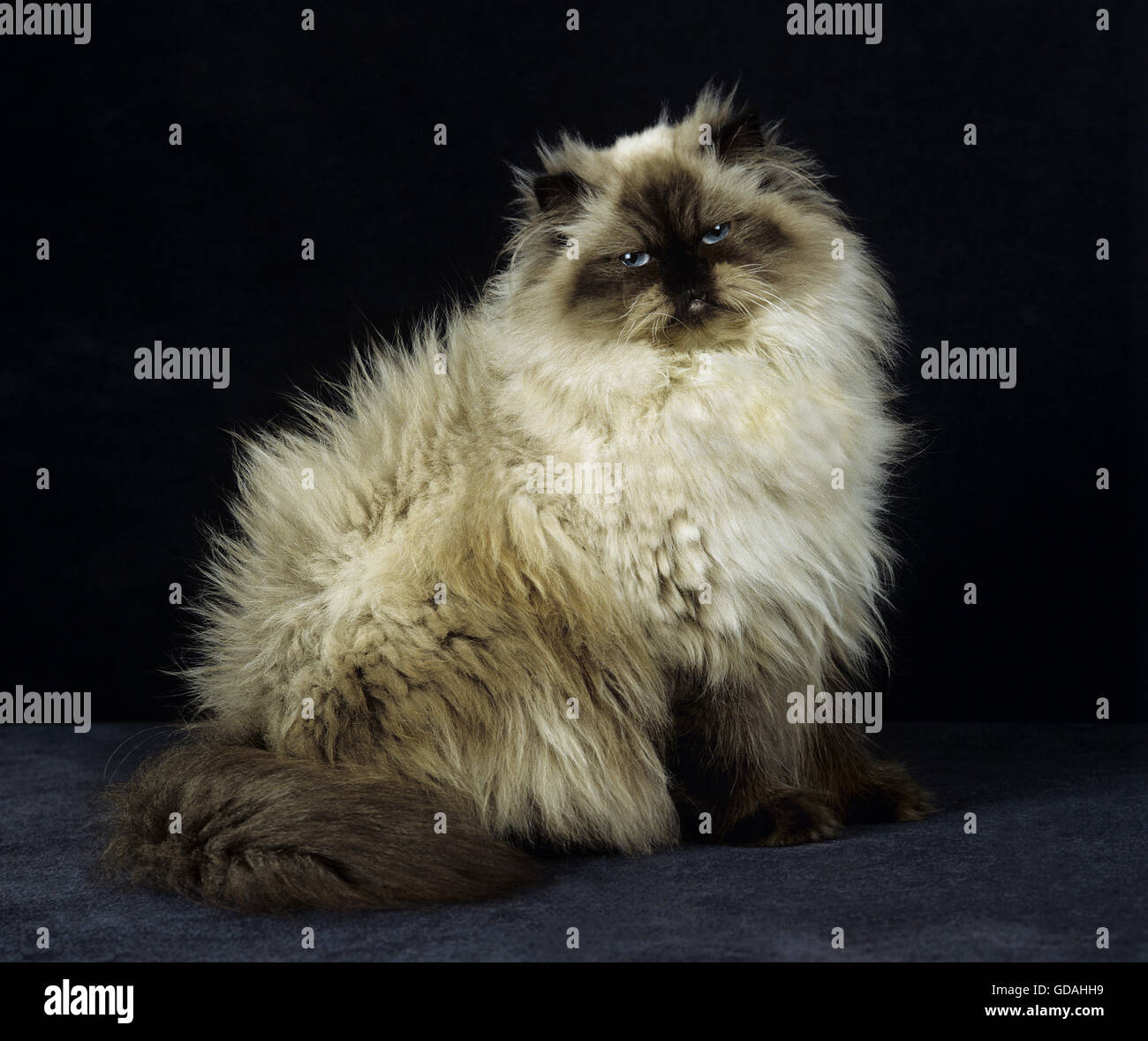 Colourpoint Seal Point Persian Domestic Cat Adult Sitting Against Black Background Stock Photo Alamy