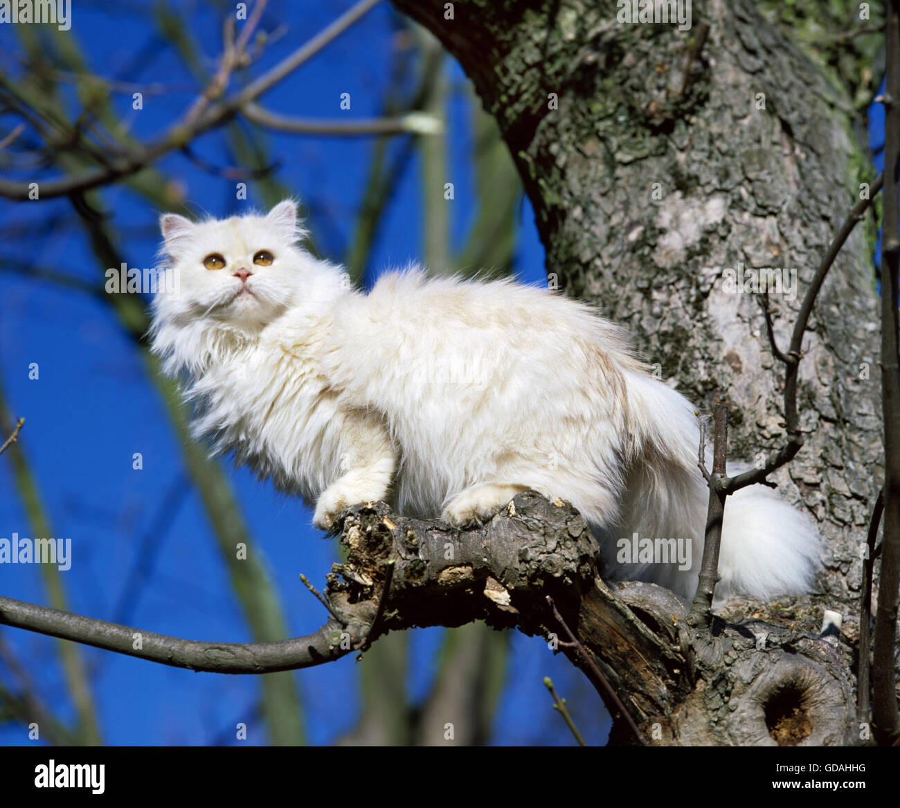 Shell Cameo Persian Domestic Cat in Tree Stock Photo