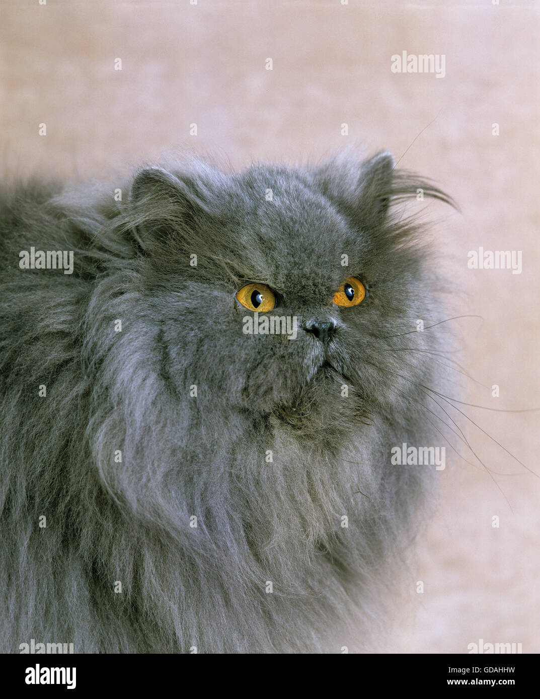 Blue Persian Domestic Cat, Portrait of Adult Stock Photo