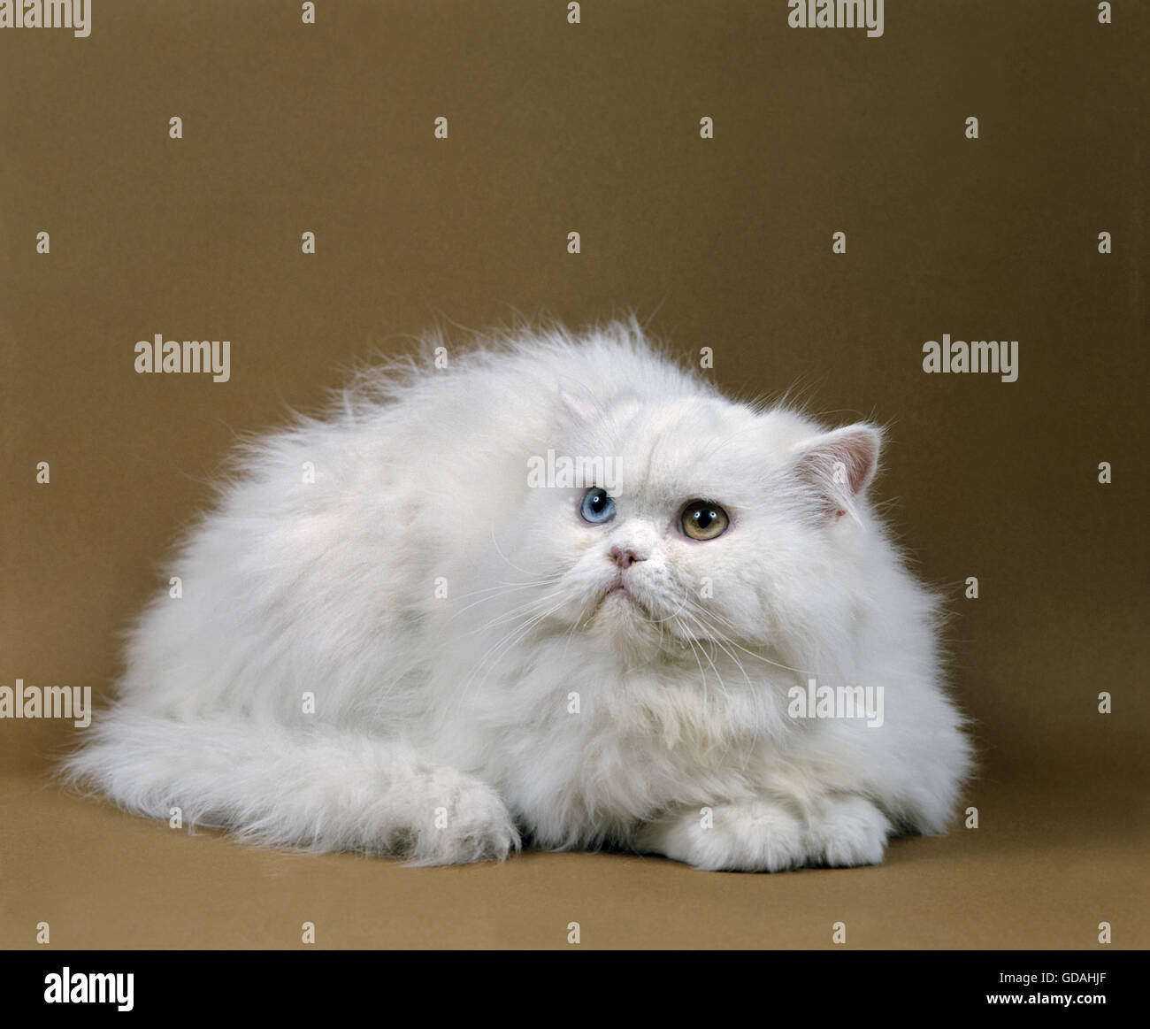 White Persian Domestic Cat Stock Photo