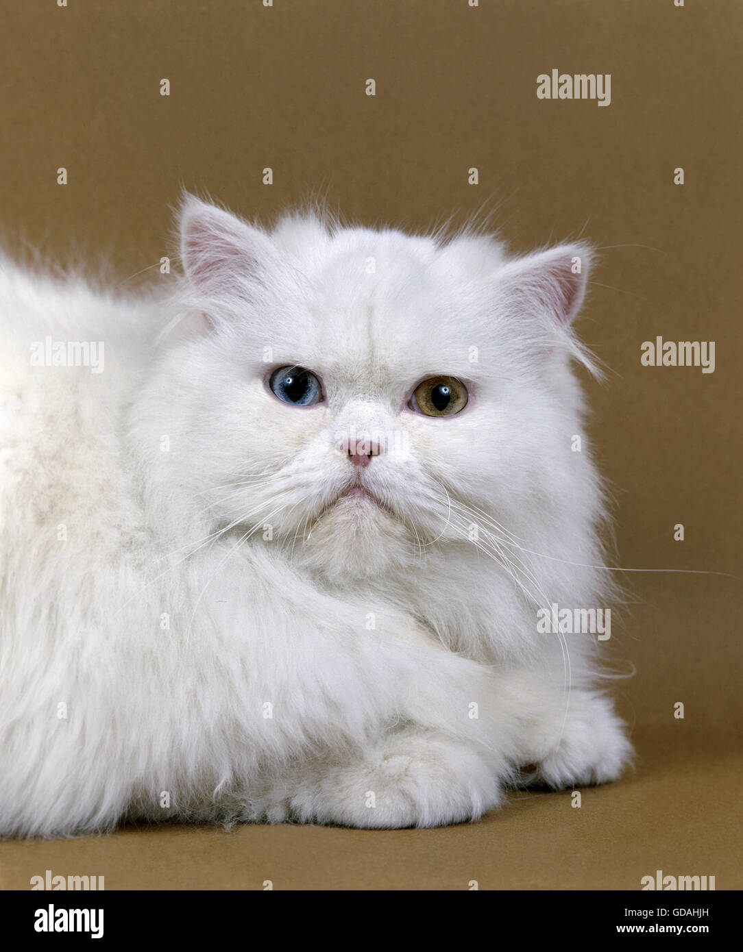 White Persian Domestic Cat Stock Photo