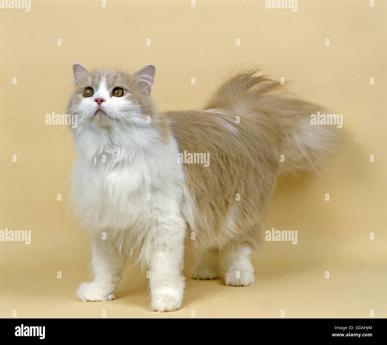 Cream and White Persian Domestic Cat Stock Photo