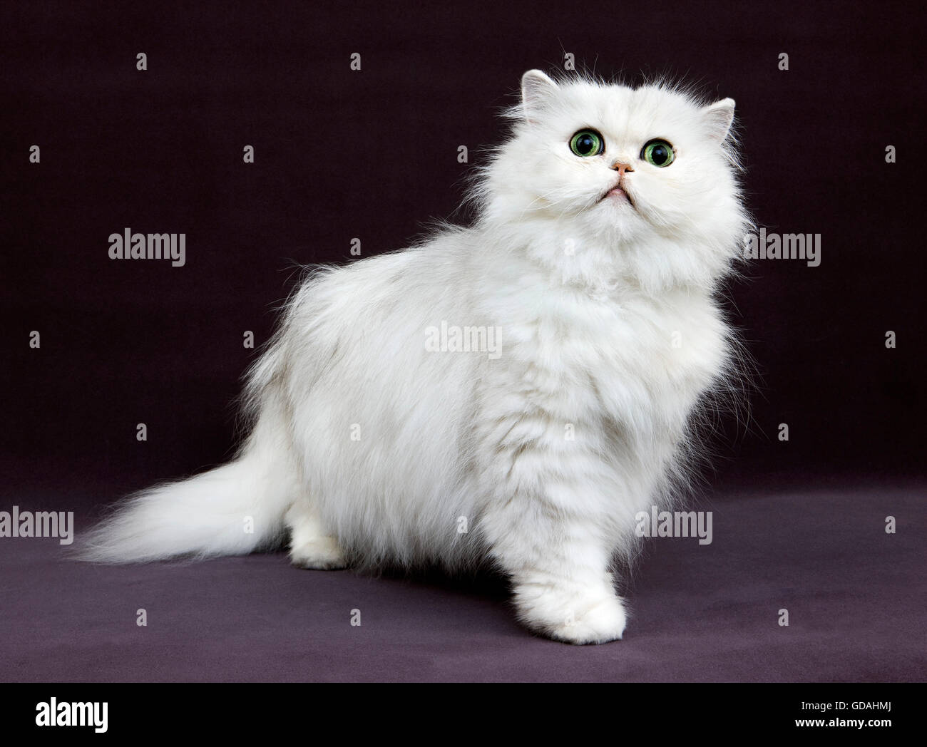 CHINCHILLA PERSIAN CAT, ADULT WITH GREEN EYES Stock Photo