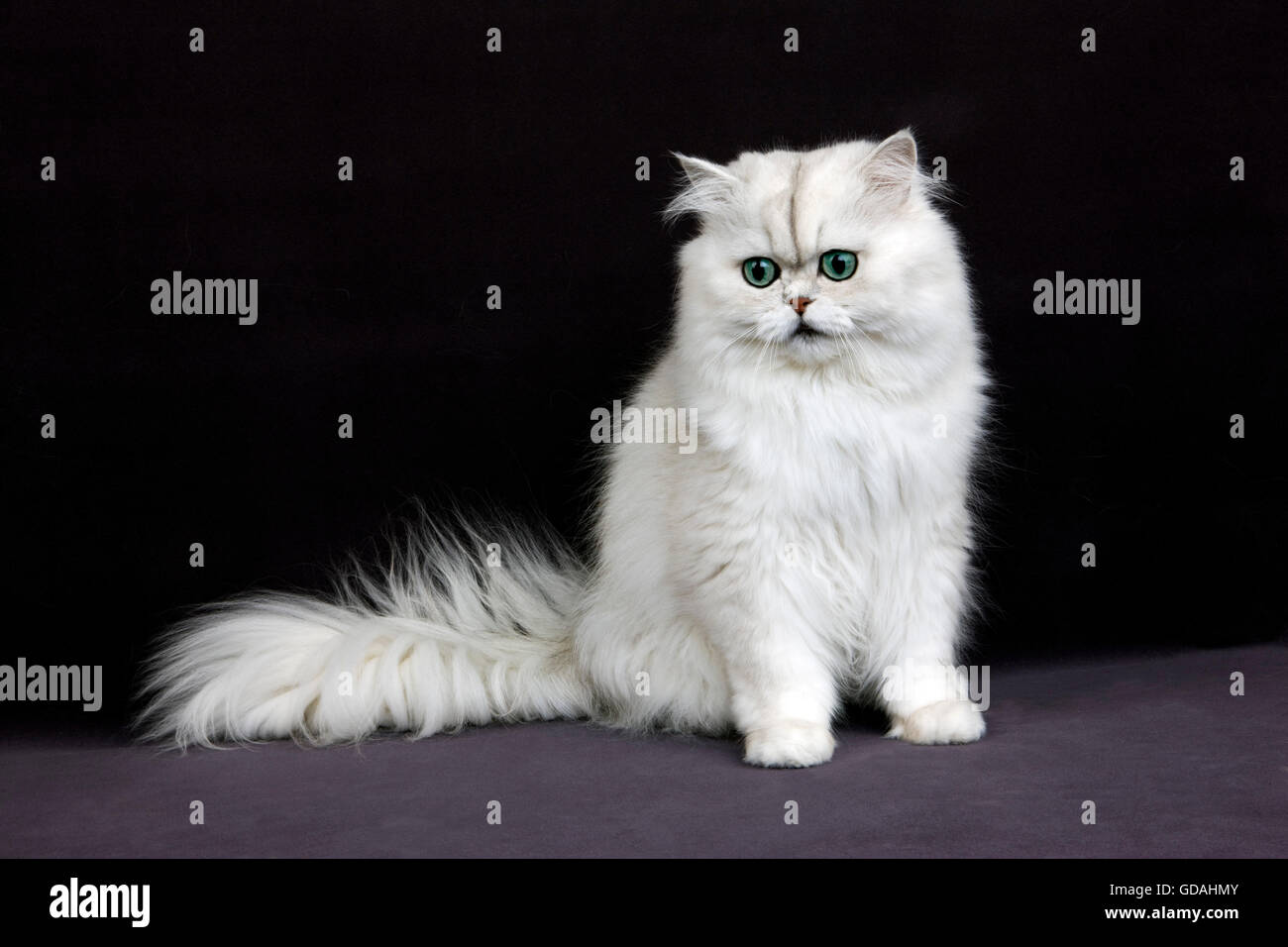CHINCHILLA PERSIAN CAT, ADULT WITH GREEN EYES Stock Photo