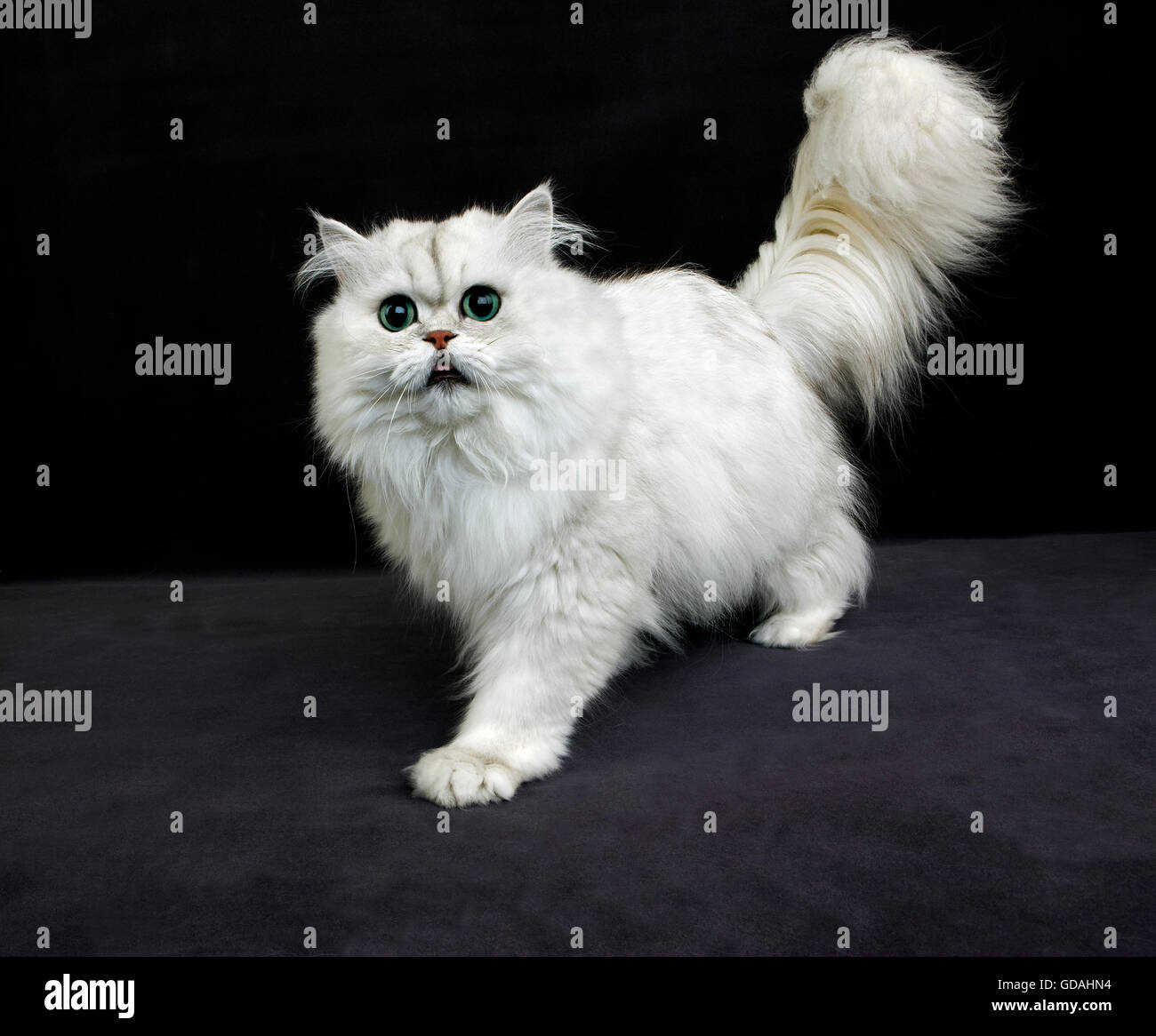 Chinchilla Persian Domestic Cat With Green Eyes Cat Agaisnt Black