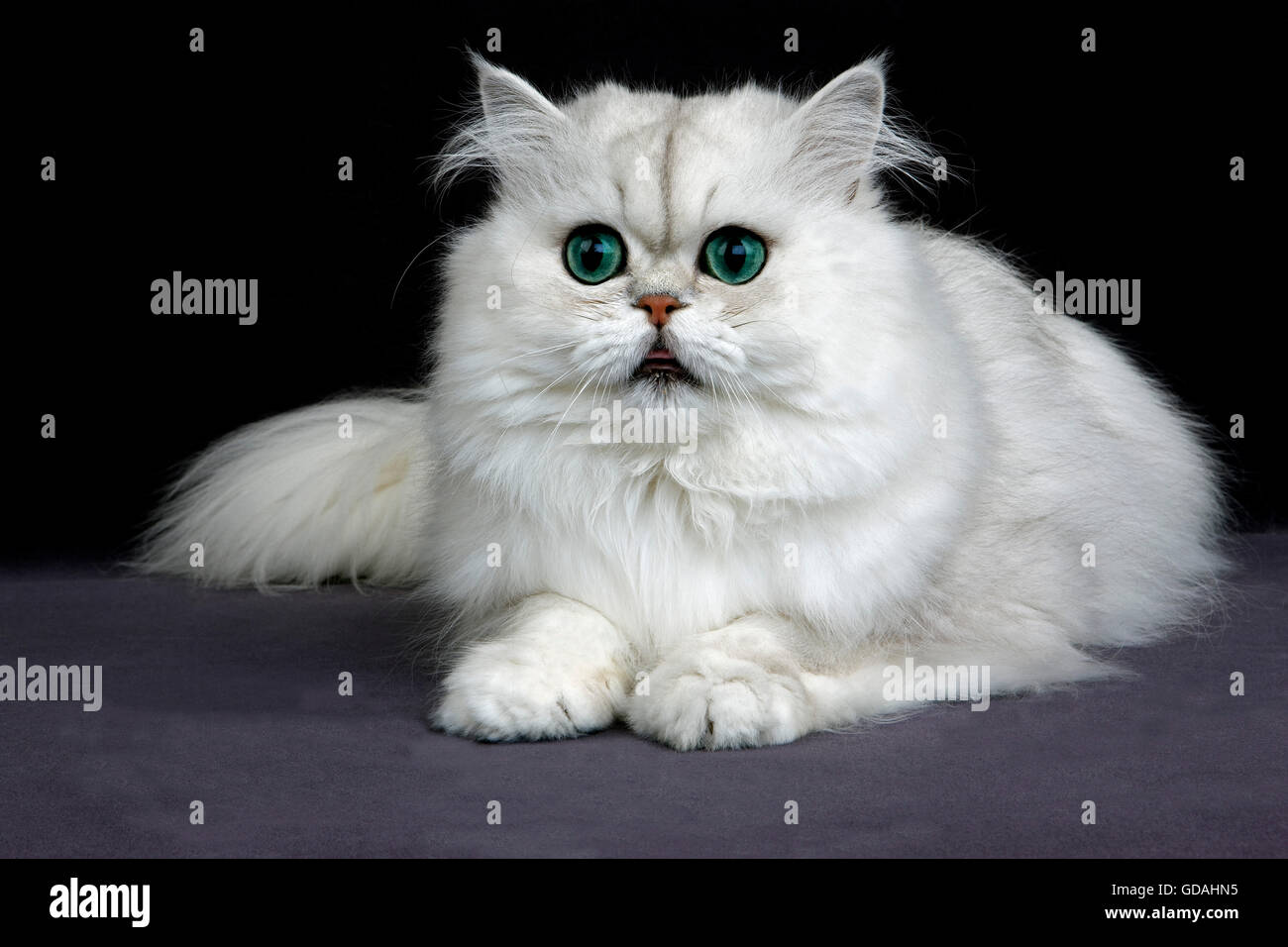 CHINCHILLA PERSIAN CAT, ADULT WITH GREEN EYES Stock Photo