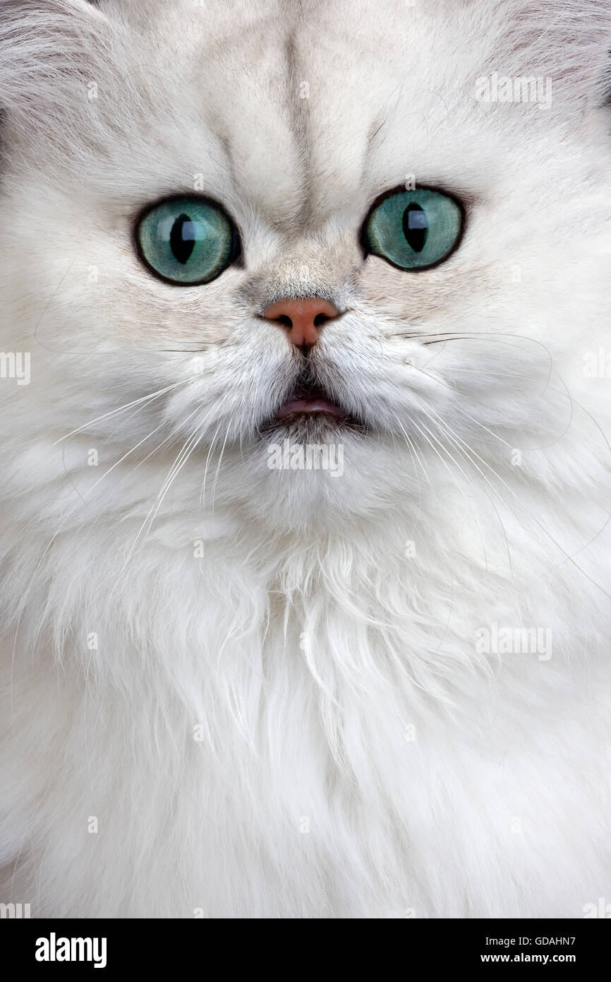 CHINCHILLA PERSIAN CAT, PORTRAIT OF ADULT WITH GREEN EYES Stock Photo ...