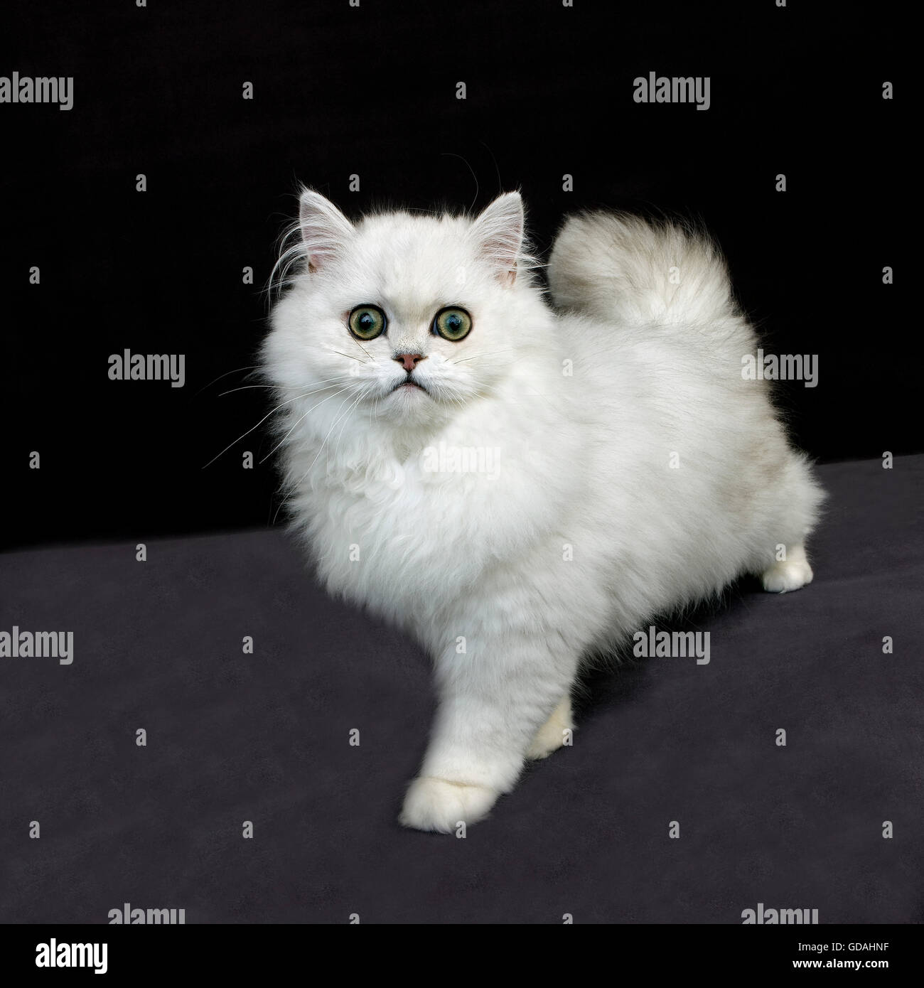 Chinchilla persian cat with green eyes hi-res stock photography and images  - Alamy