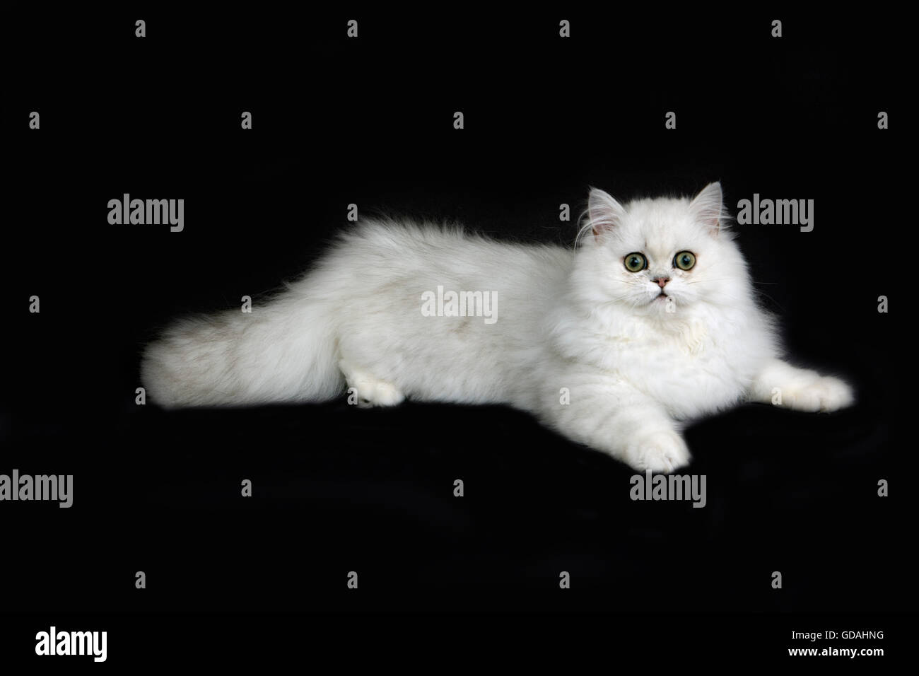 Chinchilla Persian Domestic Cat against Black Background Stock Photo