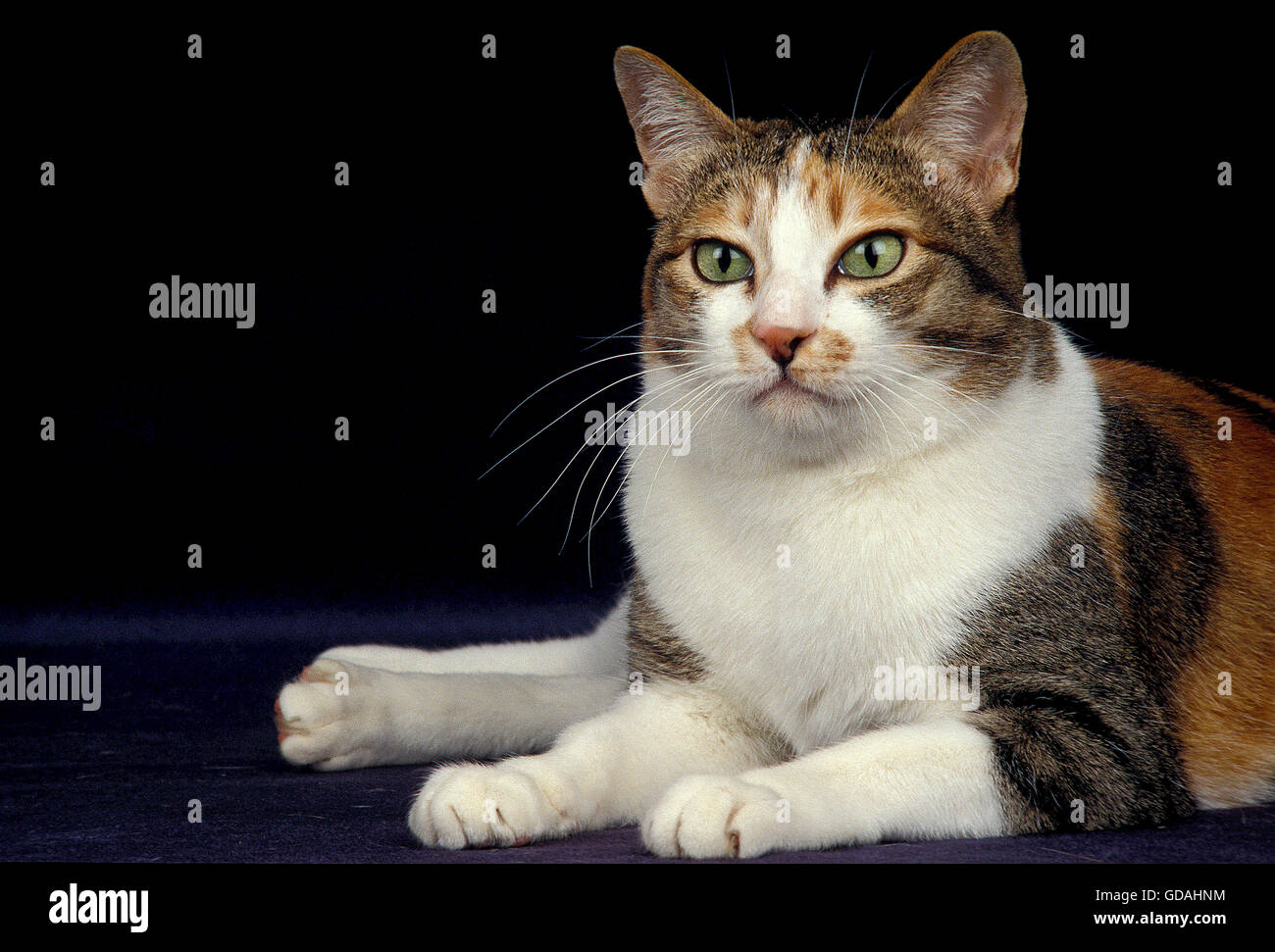 JAPANESE BOBTAIL DOMESTIC CAT, ADULT LAYING DOWN AGAINST BLACK BACKGROUND Stock Photo
