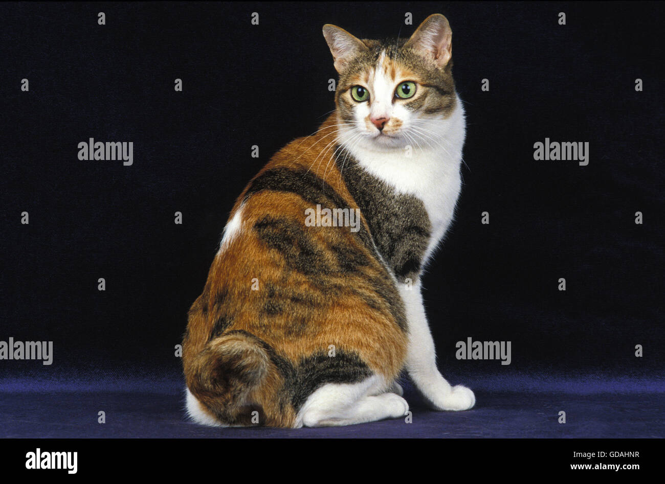 Japanese Bobtail Domestic Cat, Adult sitting against Black Background Stock Photo