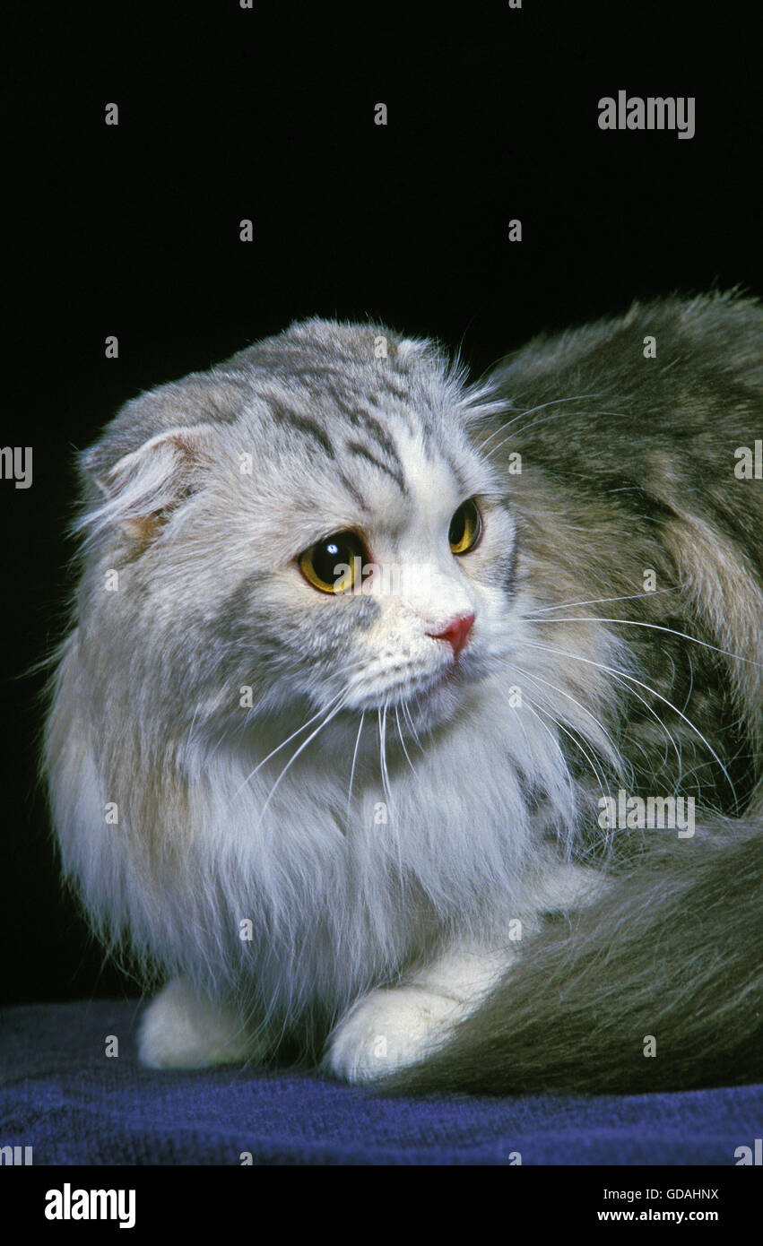 Highland Fold Or Long Hair Scottish Fold Domestic Cat Stock Photos