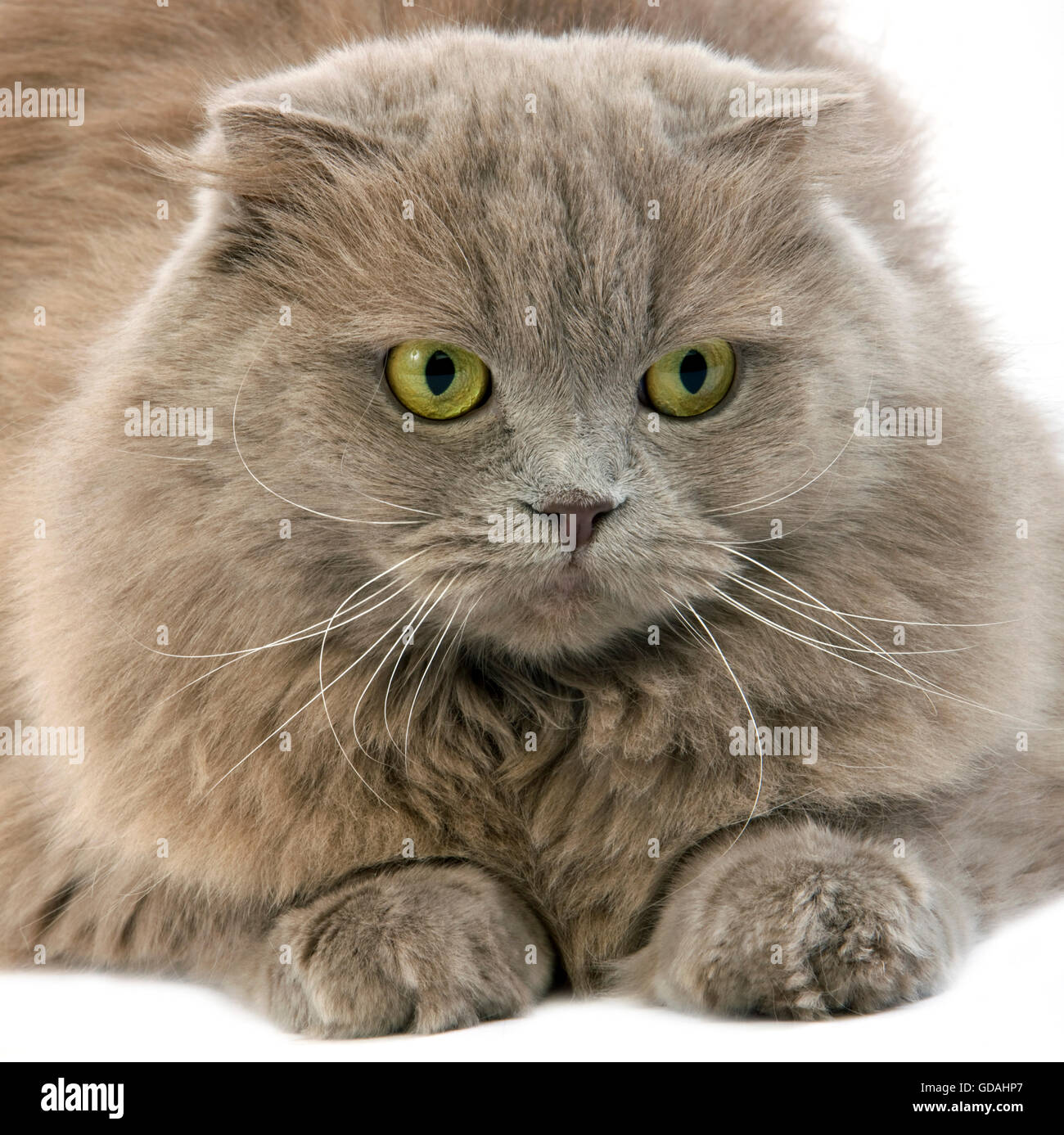 Lilac Self Highland Fold or Lilac Self Scottish Fold Longhair Domestic Cat, Female laying against White Background Stock Photo
