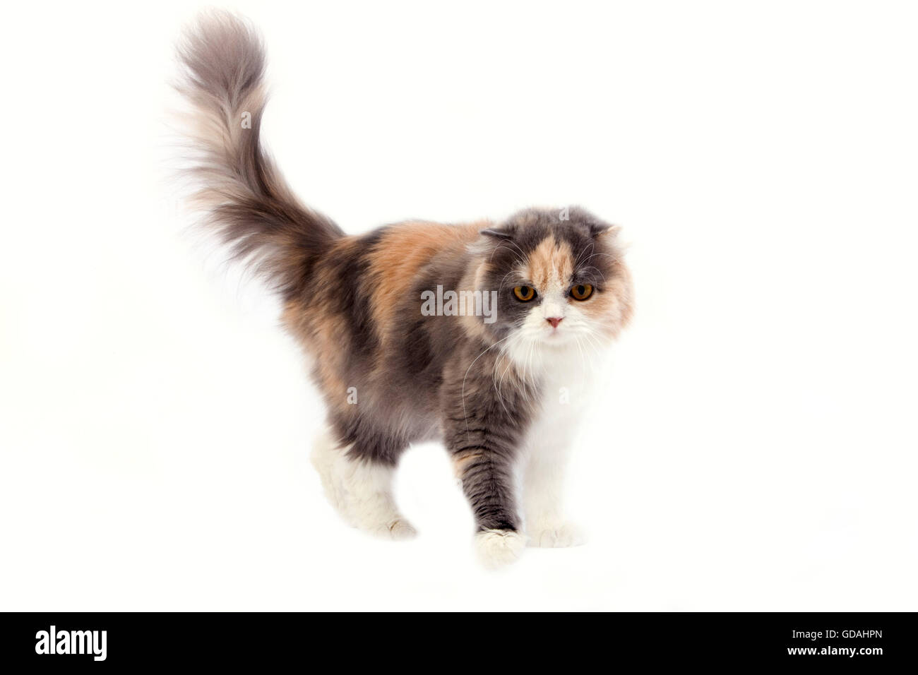 Highland Fold Cat Hi Res Stock Photography And Images Alamy