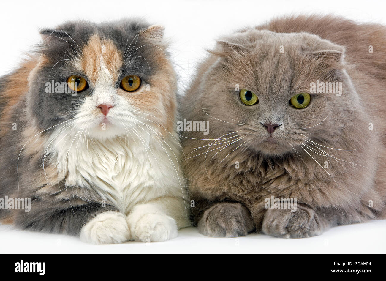 Blue Cream and White Highland Fold Lilac Self Highland Fold or Lilac Self Scottish Fold Longhair Domestic Cat, Females laying against White Background Stock Photo