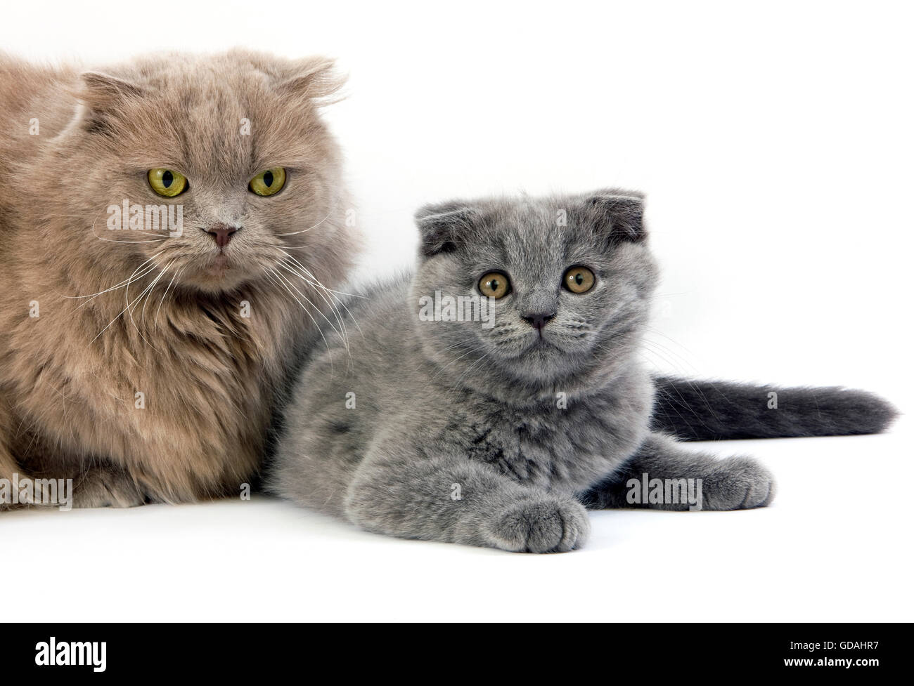 Lilac Self Highland Fold or Lilac Self Scottish Fold Longhair Domestic Cat, Female and Blue Scottish Fold 2 Months old Kitten Stock Photo