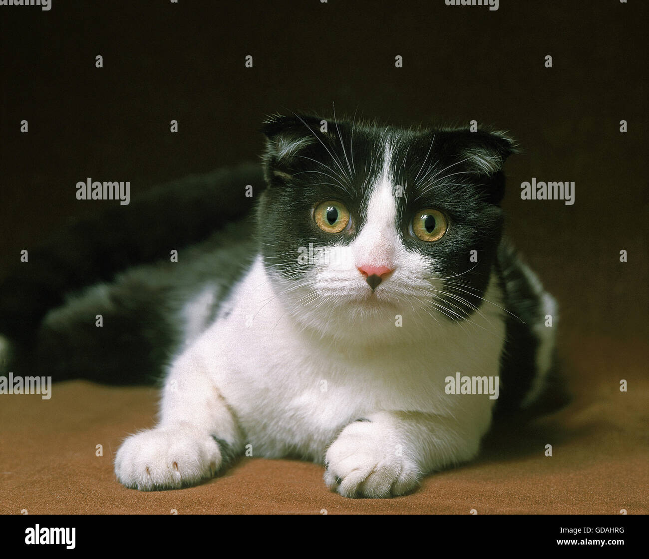 Scottish Fold Cat Stock Photo