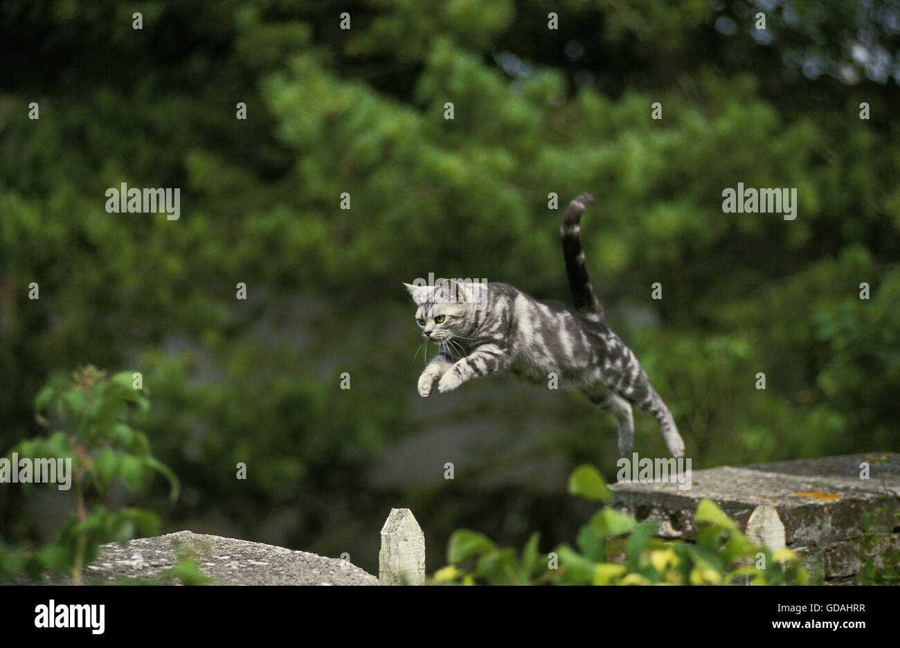 AMERICAN SHORTHAIR, ADULT LEAPING Stock Photo