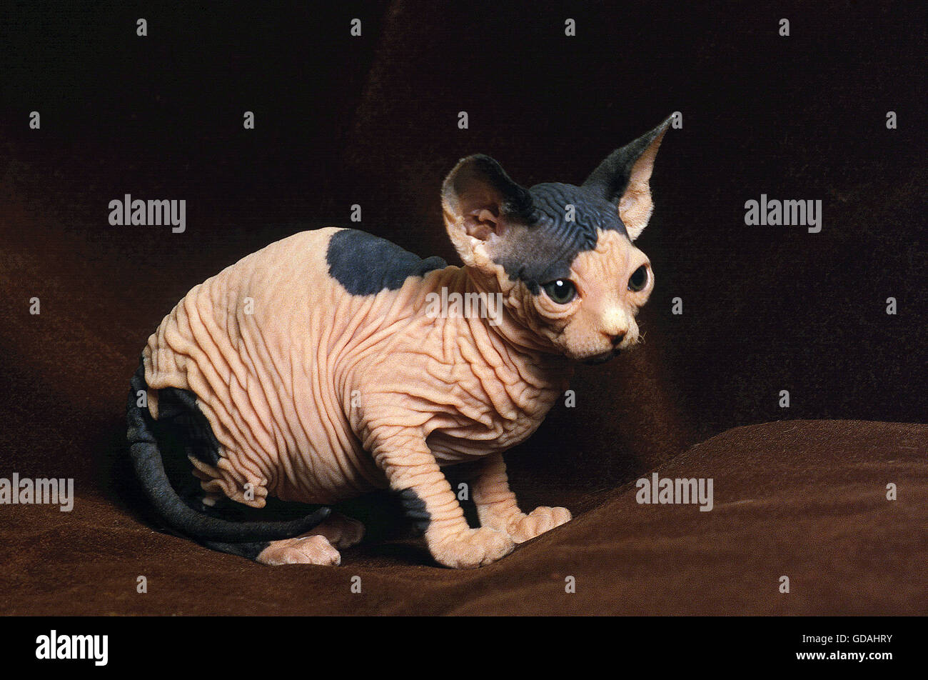 SPHYNX DOMESTIC CAT, KITTEN Stock Photo