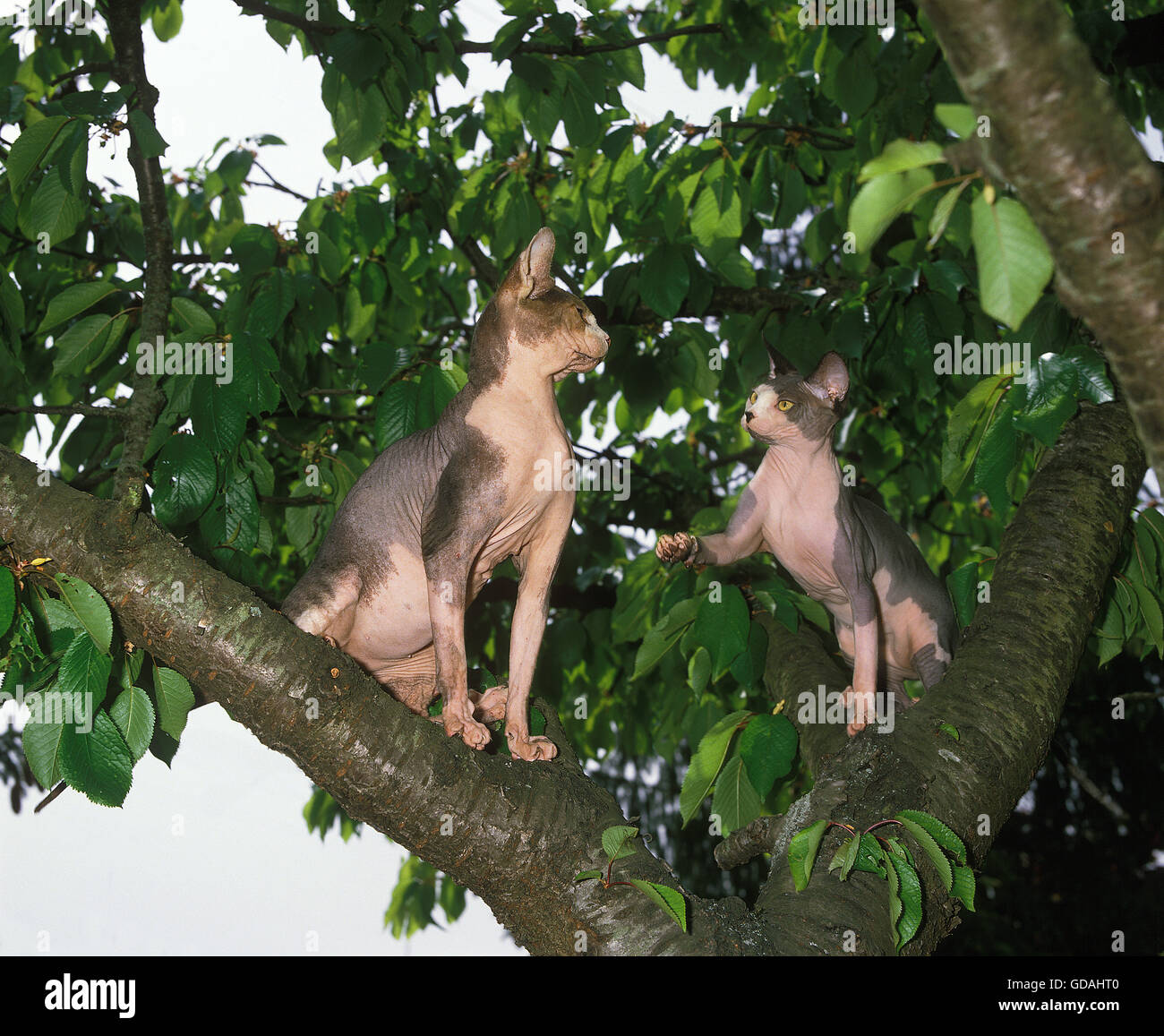 SPHYNX DOMESTIC CAT, ADULTS IN TREE Stock Photo