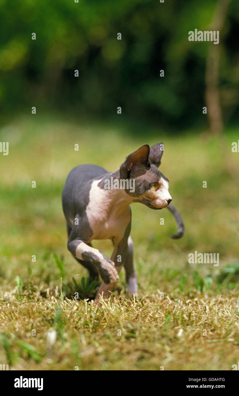 Sphynx Domestic Cat, Adult on Grass Stock Photo