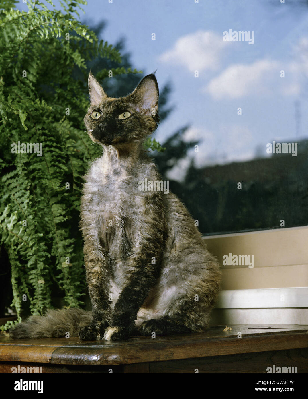 Devon Rex Domestic Cat Stock Photo
