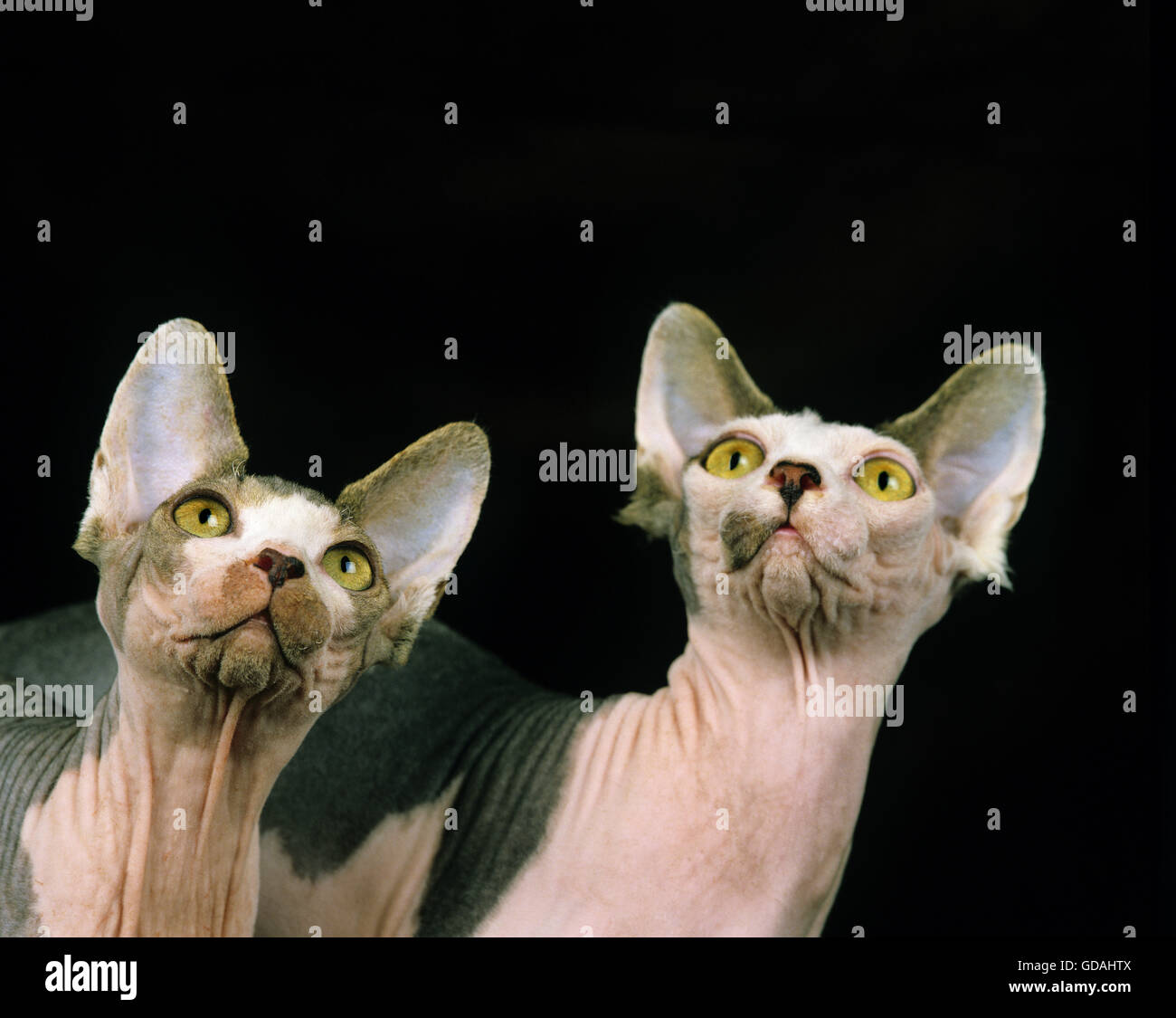 Portrait of Sphynx Domestic Cat Stock Photo