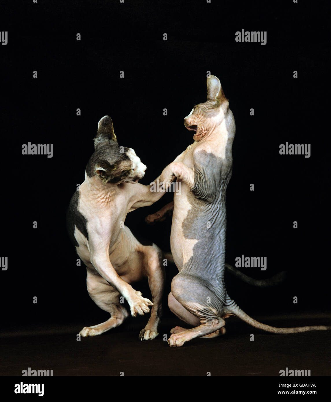 The sphynx hires stock photography and images Alamy