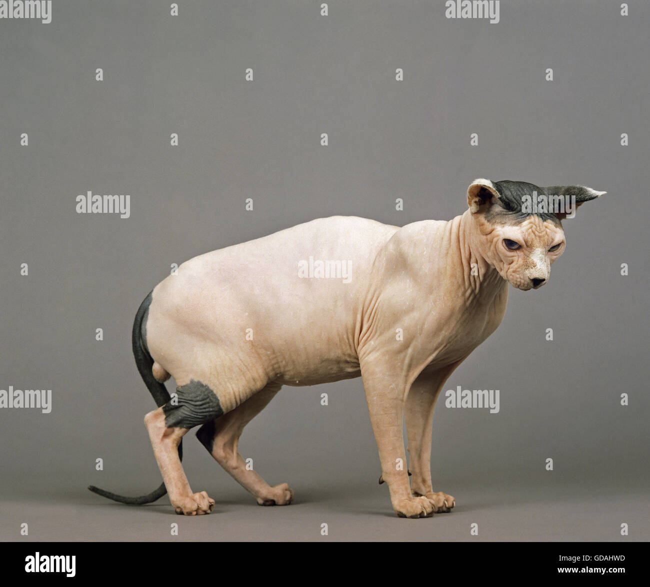 SPHYNX DOMESTIC CAT, CAT BREED WITH NO HAIR, MALE AGAINST GREY BACKGROUND Stock Photo