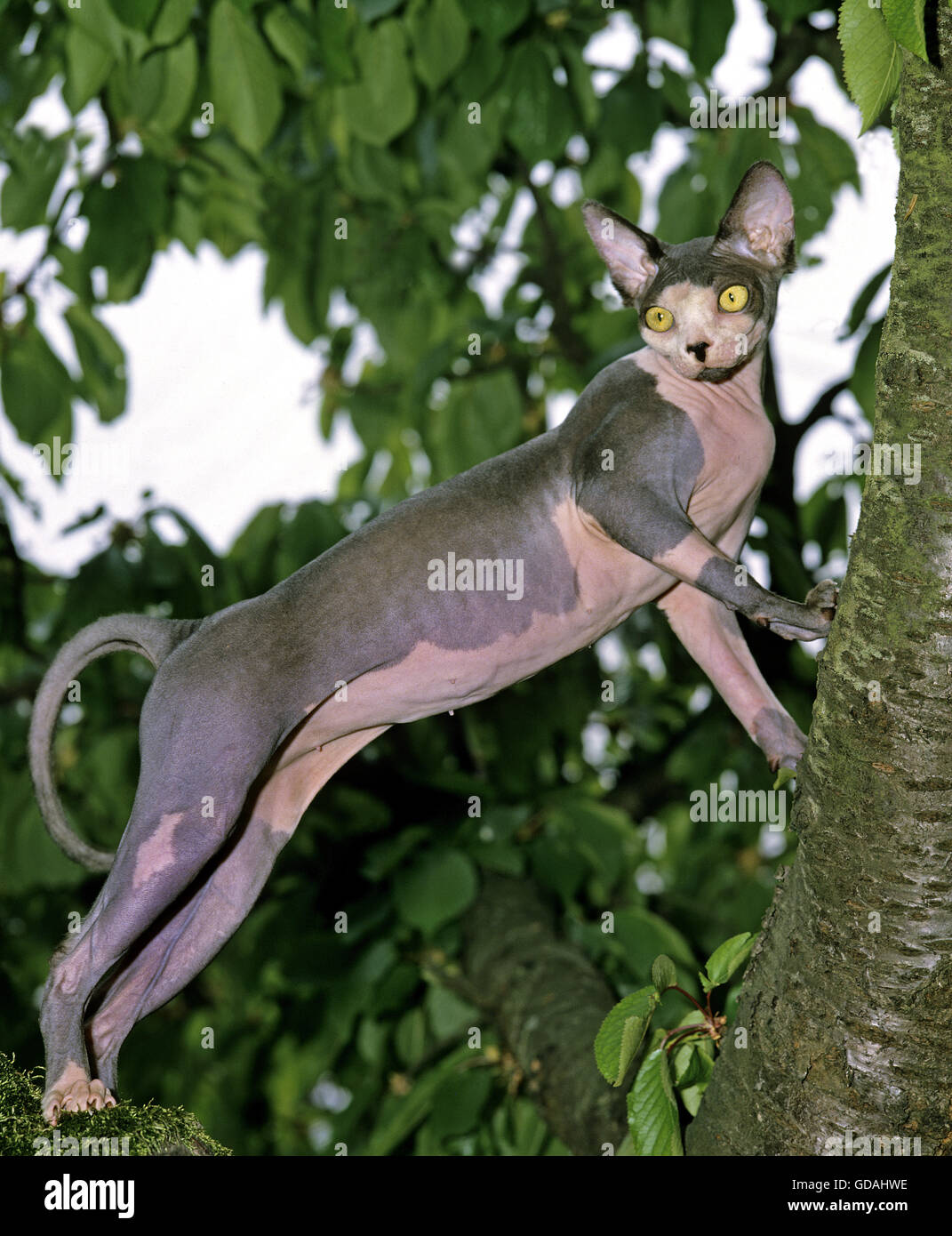 Spinx Treecat Sphynx cat tree hi-res stock photography and images - Alamy