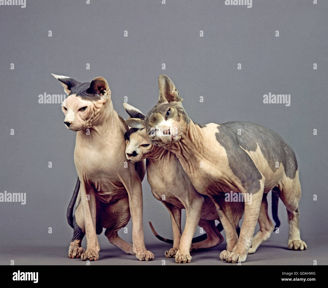 SPHYNX DOMESTIC CAT, CAT BREED WITH NO HAIR, GROUP AGAINST GREY BACKGROUND Stock Photo