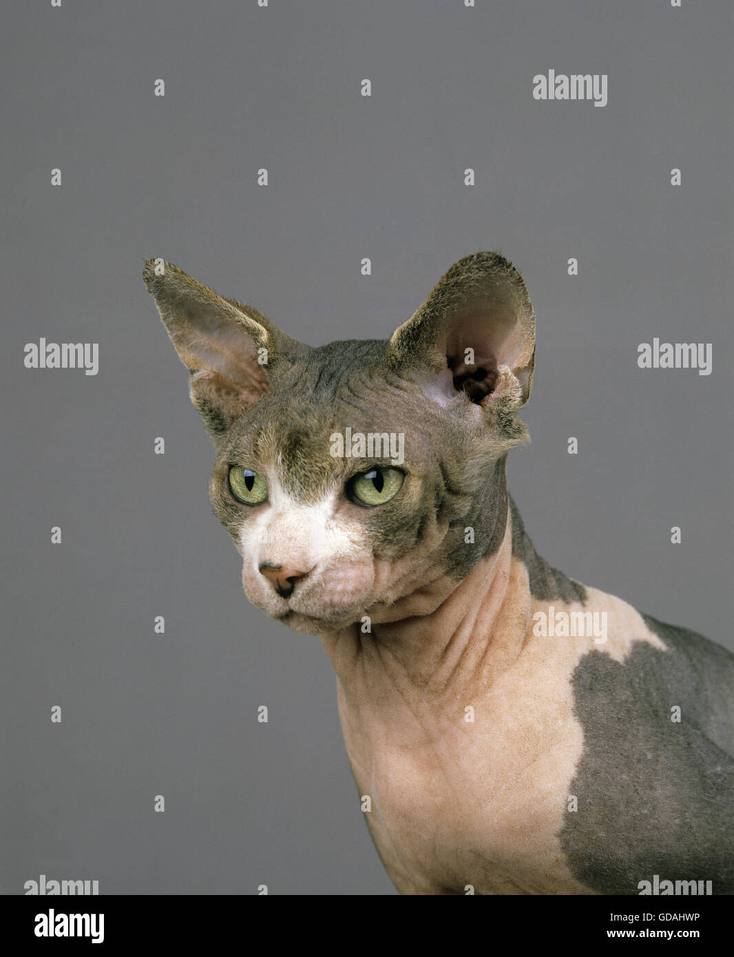 SPHYNX DOMESTIC CAT, CAT BREED WITH NO HAIR, PORTRAIT OF ADULT Stock ...