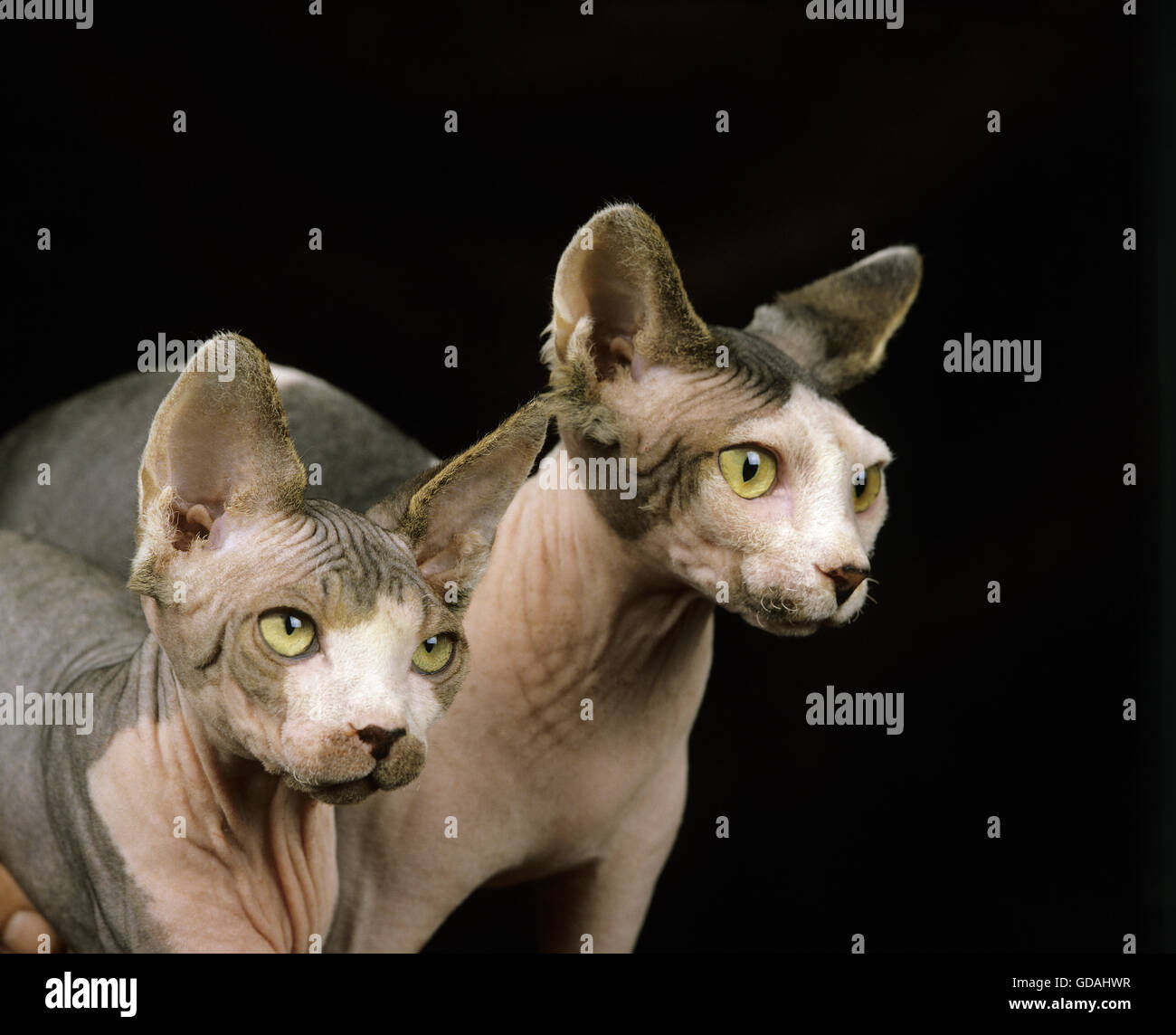 Sphynx Domestic Cat, Portrait of Adults Stock Photo