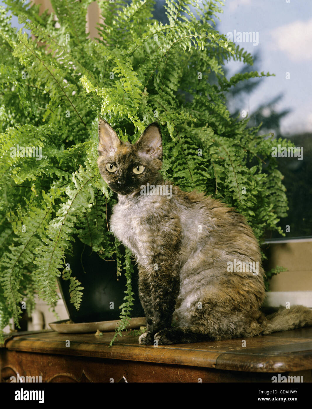 Devon Rex Domestic Cat Stock Photo