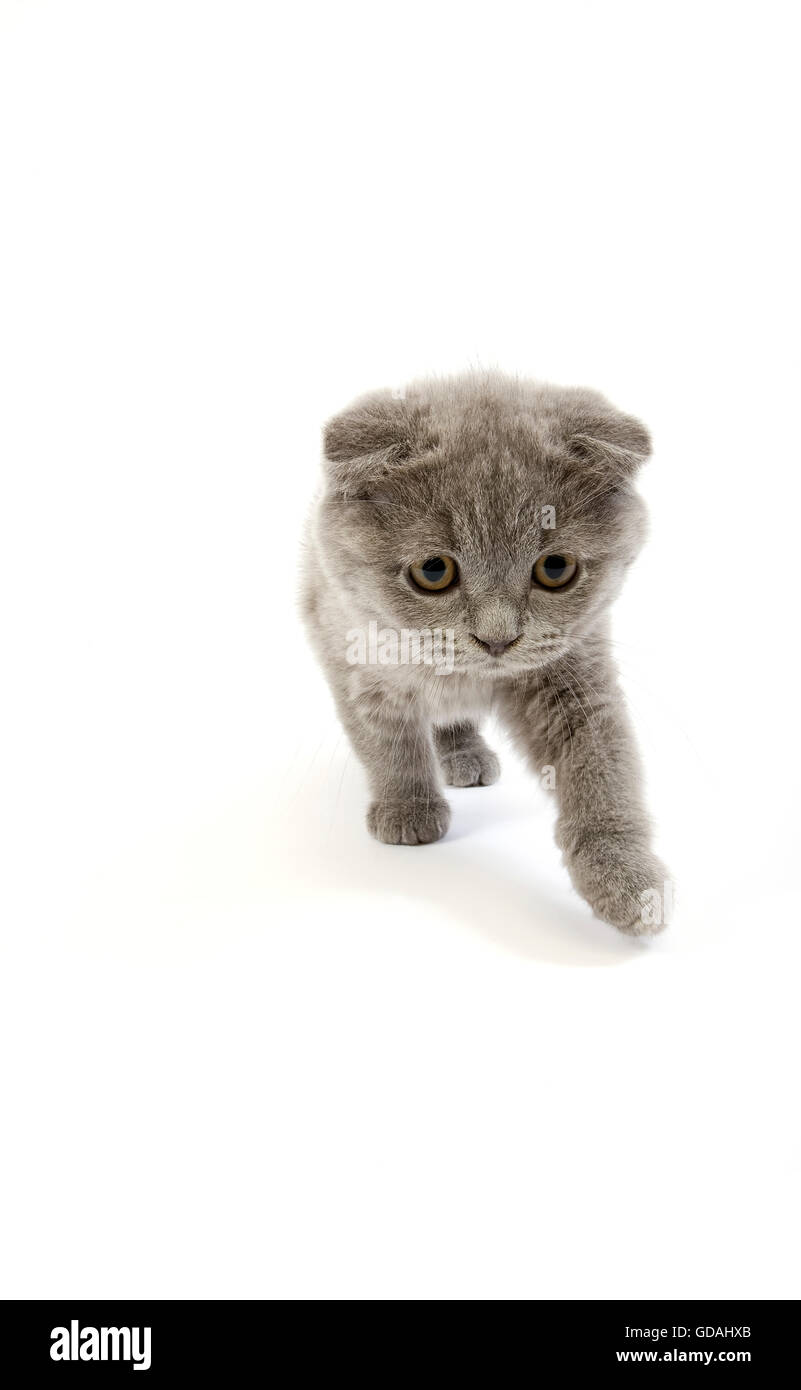 Blue Scottish Fold Domestic Cat 2 Months Old Kitten Against White