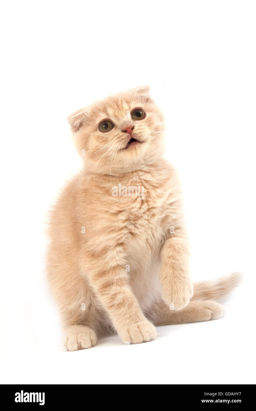 Cream Scottish Fold Domestic Cat, 2 Months Old Kitten against White ...