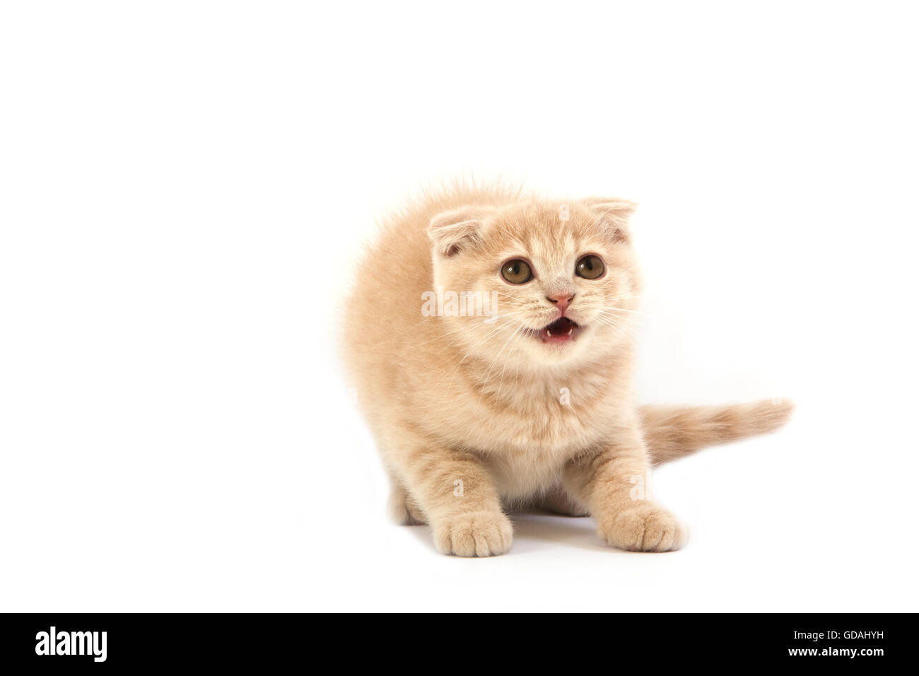 CREAM SCOTTISH FOLD KITTEN Stock Photo