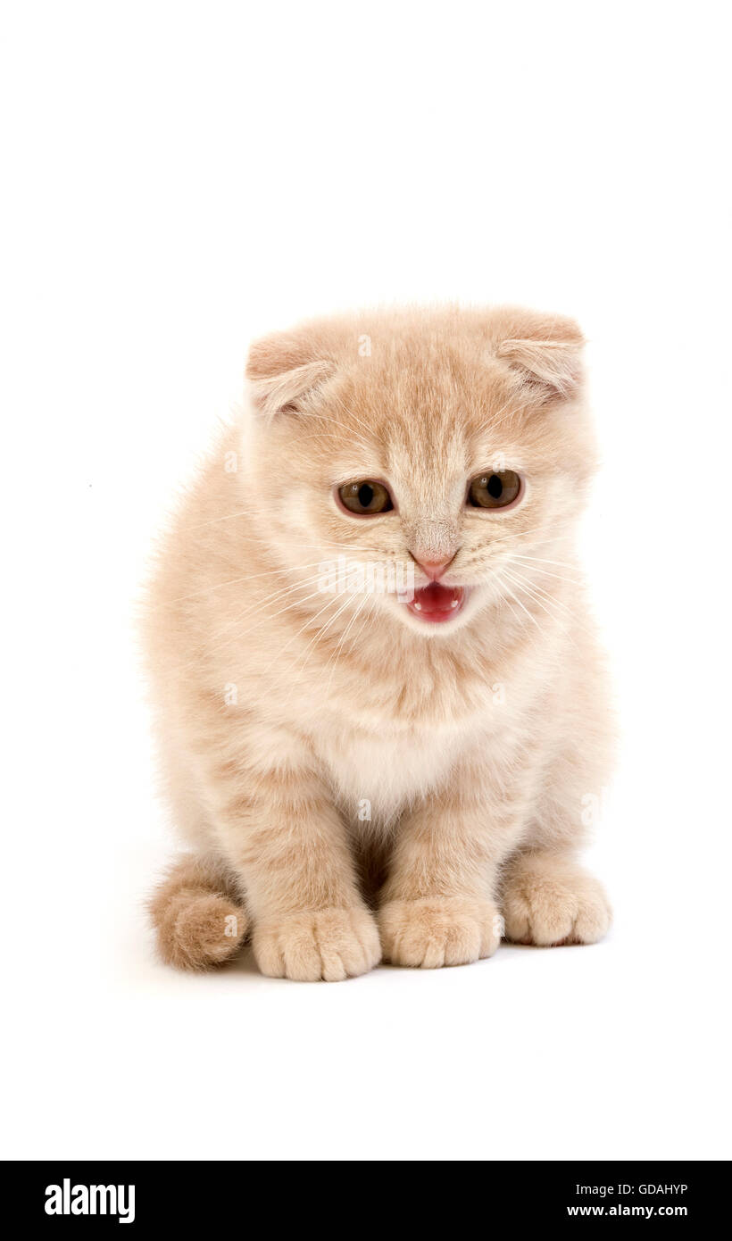 CREAM SCOTTISH FOLD KITTEN Stock Photo