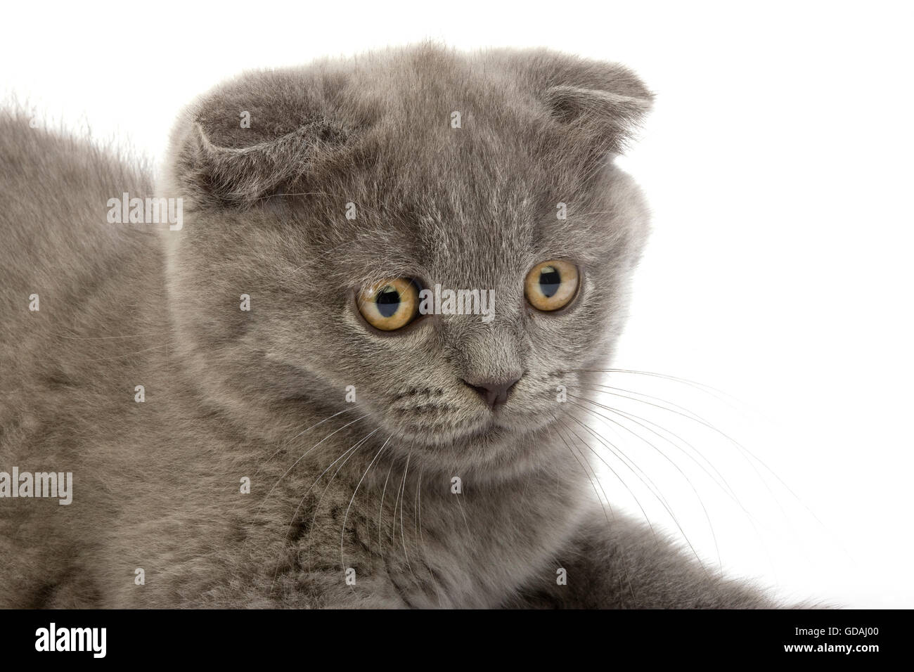 Blue Scottish Fold Cat 2 Months Old Kitten Against White