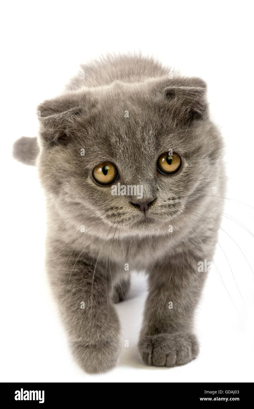 Blue Scottish Fold Cat 2 Months Old Kitten Against White